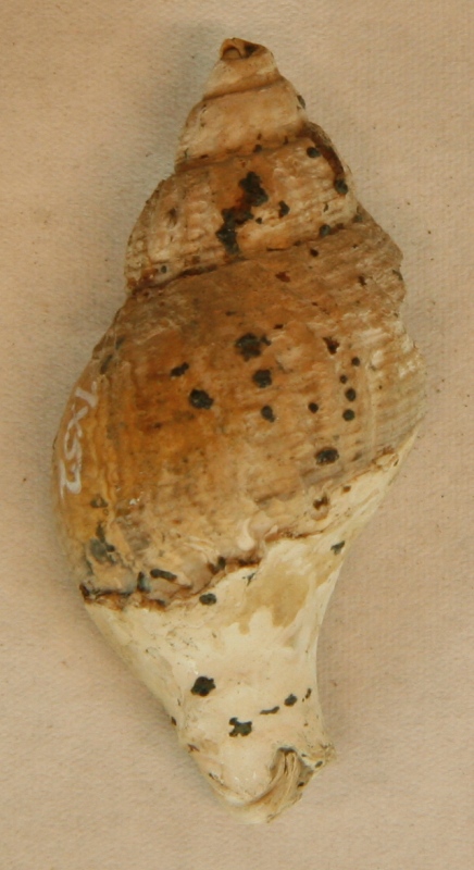1 fragmenteret sneglehus (konksnegl).