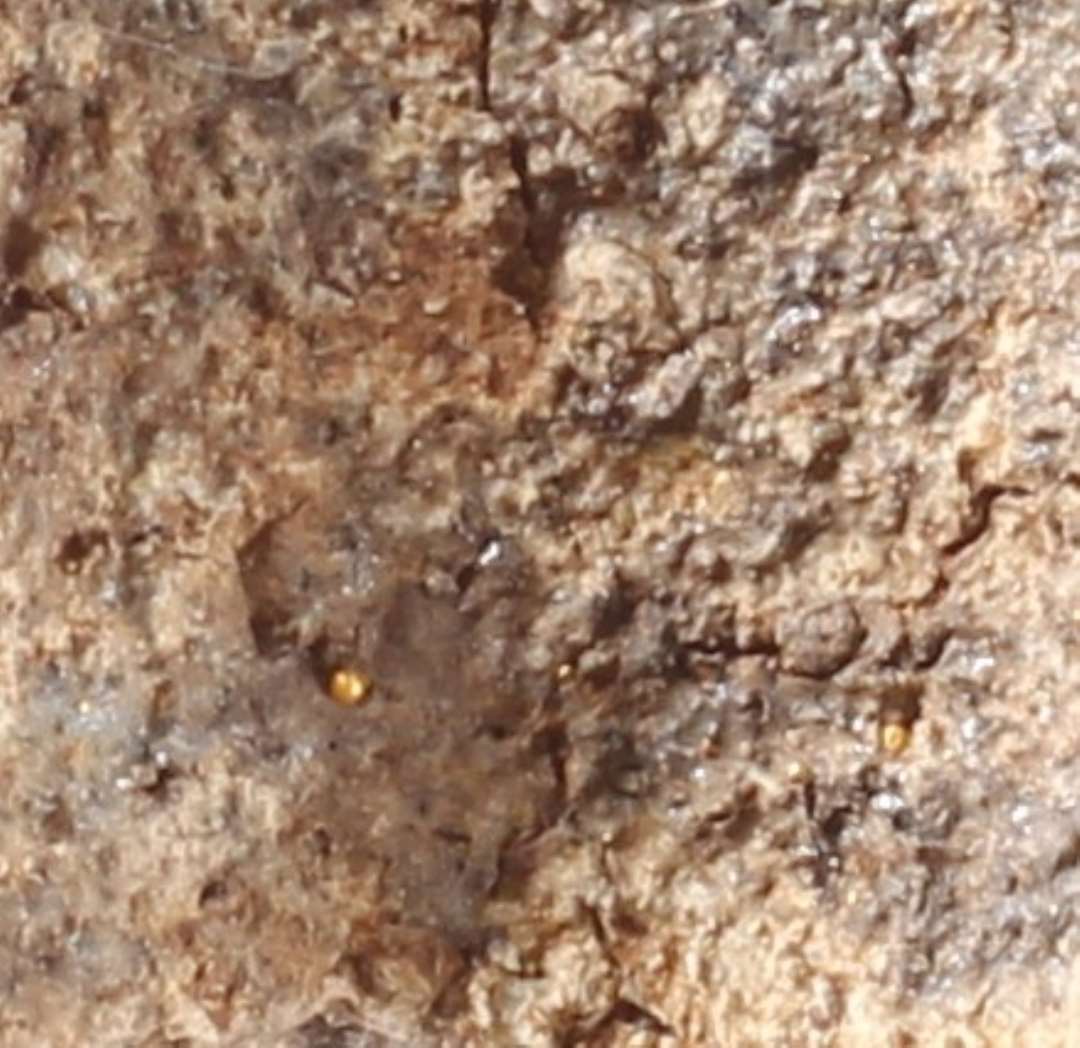Fragment af lille digel brugt til guldsmeltning/smeltning af guld til forgyldning. Mundingsdiameter ca. 3 cm. Meget små rester af guld på indersiden. En anden, spinklere og mindre digel end til bronzesmeltning