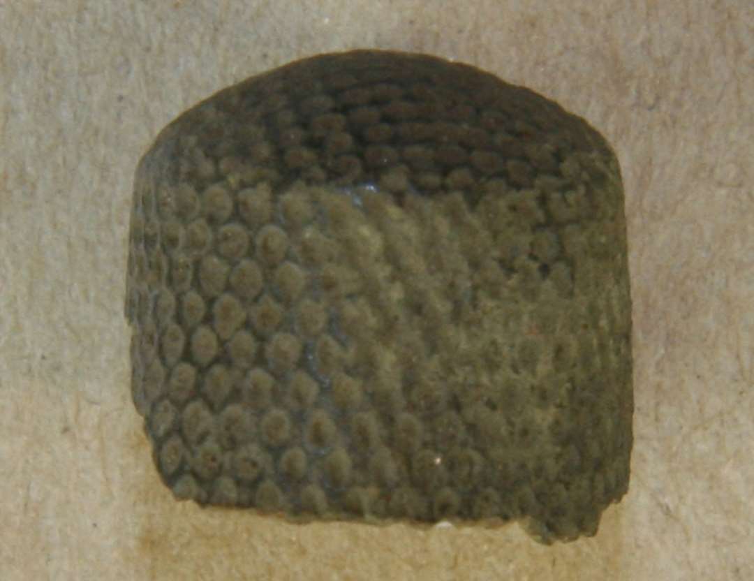 Fragment af fingerbøl. Diameter: ca 17 mm