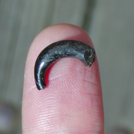 Ca. halvdelen af en lille glasring i meget nedbrudt, nu helt sort glas. indvendig diameter ca. 1 cm og dermed for lille til en finger. Sands. dragtpynt.