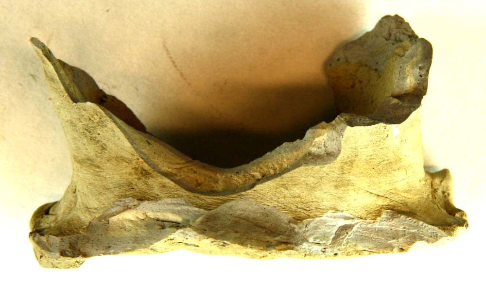 Fragmenteret fod af finslemmet stentøj med grå skærv og grågullig overflade fra stob med fremtrædende bølgende fodrand.