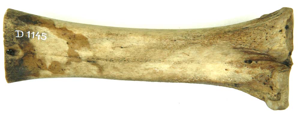Mellemhånds- el. mellemfodsknogle fra okse. Knoglens rulleledhoved er afsavet og delvis afbrudt, men i øvrigt udviser knoglen ingen spor af tildannelse. Længde: 15 cm.