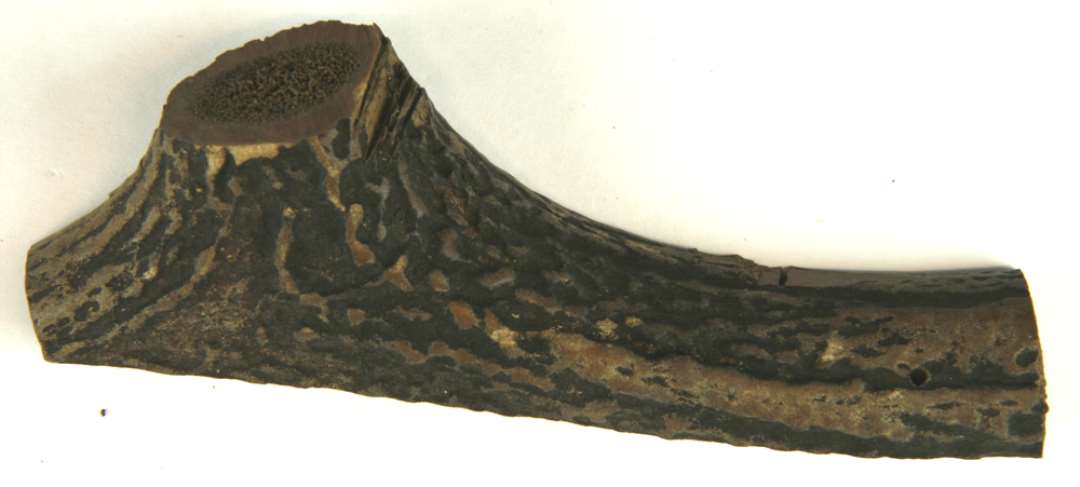 1 forsavet og forhugget stykke kronhjorttak fra partiet omkring en grenkløft. Største mål: 13,5 cm.
