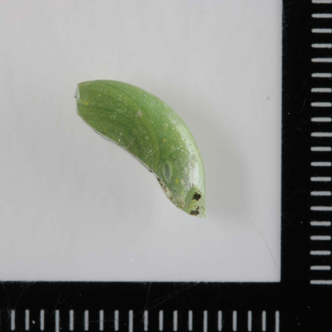 1 fragment fra kanten af flad, skiveformet perle ( ? ) af lysgrønlig uigennemsigtig glasmasse.