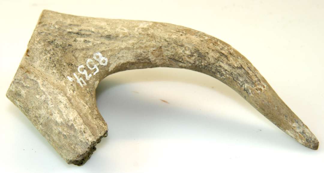 Afsavet hjortetak; den ene spids er bevaret. Længde 15 cm., bredde forneden 10 cm.