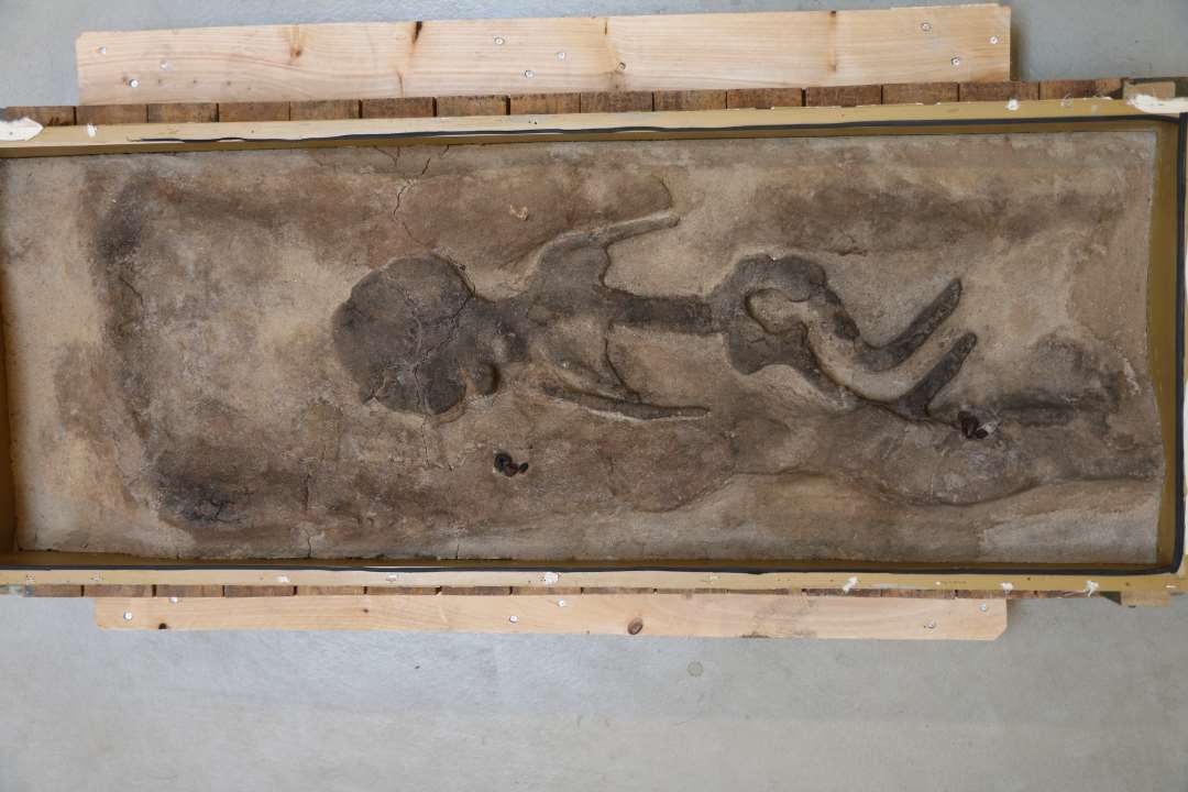 Drengegrav med ravperler fra enkeltgrav grav A.Præparat i kasse: 140x51x24 cm., monteret på træbygget underdel
