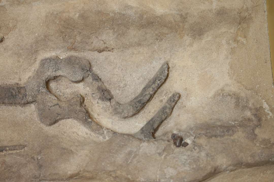 Drengegrav med ravperler fra enkeltgrav grav A.Præparat i kasse: 140x51x24 cm., monteret på træbygget underdel
